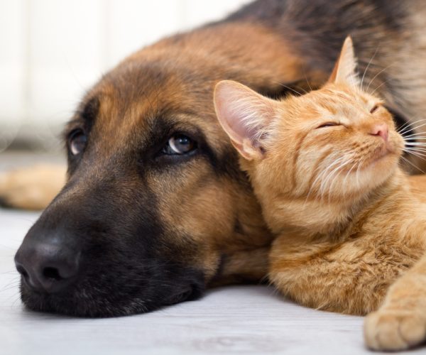 close up, cat and dog together lying on the floor